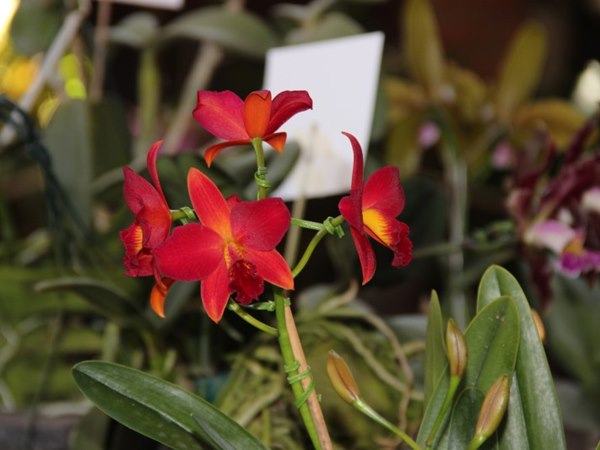 Blumenfest colore Domingos Martins de 18 a 20 de outubro com mais de mil plantas em exposição1