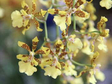 Blumenfest colore Domingos Martins de 18 a 20 de outubro com mais de mil plantas em exposição3