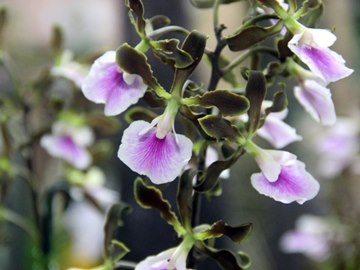 Blumenfest colore Domingos Martins de 18 a 20 de outubro com mais de mil plantas em exposição4