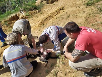 Corpo de Bombeiros realiza opera&ccedil;&atilde;o para salvar cachorro em Domingos Martins