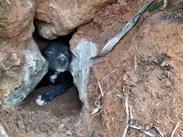 Corpo de Bombeiros realiza opera&ccedil;&atilde;o para salvar cachorro em Domingos Martins 3