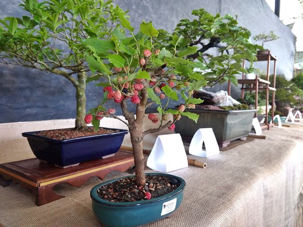 Exposição com plantas a partir de R 10 em Domingos Martins 3