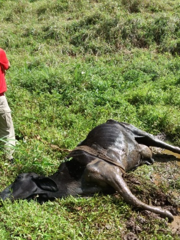 Homens do Corpo de Bombeiros de Marechal Floriano salvam vaca em buraco enlameado