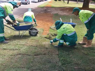 Mais de 400 placas de gramas foram plantadas nesta manhã 12 em Marechal Floriano
