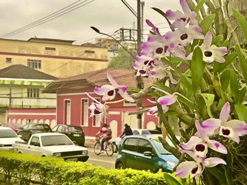 Marechal Floriano aproveita primavera para espalhar ainda mais orquídeas no município