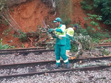 Árvore caída na linha é removida por servidores municipais em Marechal Floriano