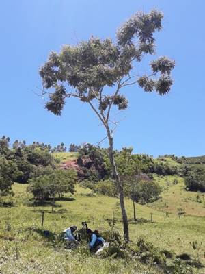 Pesquisa aborda o potencial de arvores nativas em sistemas silvipastoris para o Espirito Santo 02