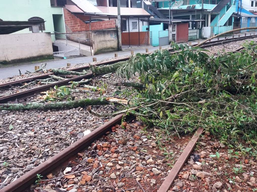 Ventos fortes derrubam arvore que ameacava queda na linha ferrea em Marechal Floriano 03