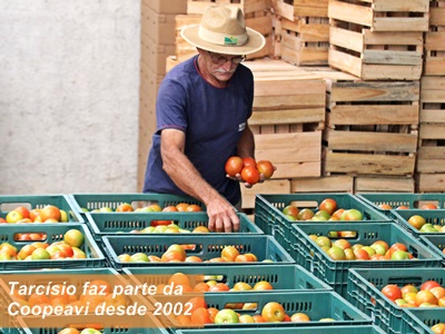 especial tomate4