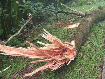 &Aacute;rvore amea&ccedil;ando queda na estrada que liga Campinho &agrave; BR 262 &eacute; cortada pelo Corpo de Bombeiros 3