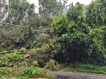 Bombeiros e PRF alertam para os riscos de queda de árvores na BR 262