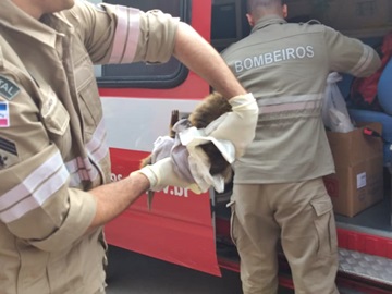 Ouriço cacheiro foge da floresta e para o trânsito em Marechal Floriano 2