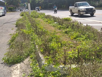 Servidores municipais cortam plantas altas à margem da BR 262 em Marechal Floriano