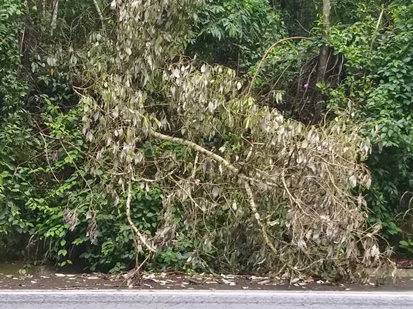 Arvore cai a margem da BR 262 e provoca situacao de perigo aos motoristas 03