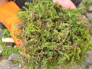 Limpeza iniciada nesta terça feira 04 na plataforma da antiga estação em Marechal Floriano