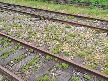 Limpeza iniciada nesta terça feira 04 na plataforma da antiga estação em Marechal Floriano 