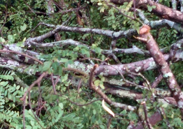 Queda de árvore sobre a rodovia federal em Marechal Floriano