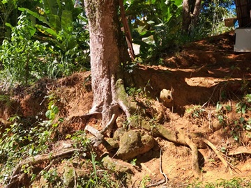 Reclamação dos moradores por árvores que ameaçam cair serão avaliadas pela Defesa Civil
