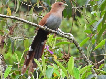 Alma de gato TÉRCIO DE MELO DOMINGOS MARTINS