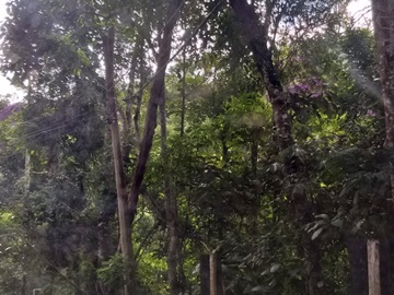 Árvore ameaça queda na via que liga a sede de Domingos Martins à BR 262