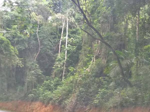 Arvores ameacam desabar na Rodovia Basilio Buback 02