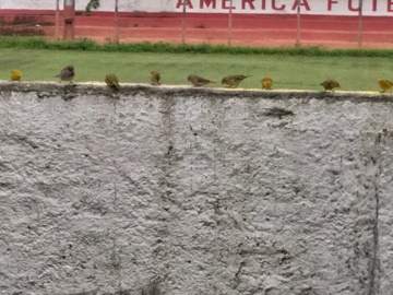 Centenas de pássaros retornam ao gramado de estádio após enchentes em Marechal Floriano