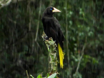 JAPU AMANDA GERHARDT DOMINGOS MARTINS 1 de 1