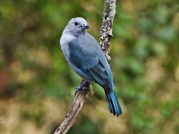 SANHAÇU CINZENTO LEODÉRIO VELTEN VIANA 1 de 1