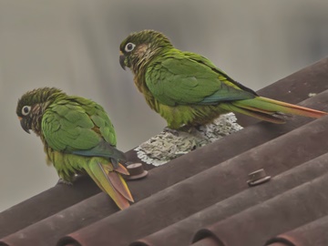 TIRIBA DE TESTA VERMELHA ROBERTO DE OLIVEIRA SILVA DOMINGOS MARTINS