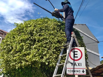 Árvores no trevo da Rodovia BR 262 são aparadas 2