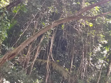 Árvores que ameaçam cair ainda não foram cortadas em via de Marechal Floriano