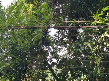 Cabos aparentam perigo no meio dos galhos das árvores em estrada de Marechal Floriano