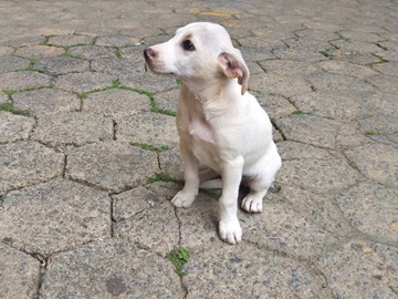Cadelinha abandonada em rua deserta nesta manhã 07 em Marechal Floriano