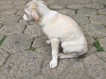 Cadelinha abandonada em rua deserta nesta manhã 8 em Marechal Floriano
