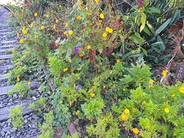 Flores coloridas embelezam linha férrea abandonada em Marechal Floriano