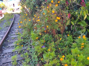 Flores coloridas embelezam linha férrea abandonada em Marechal Floriano 2