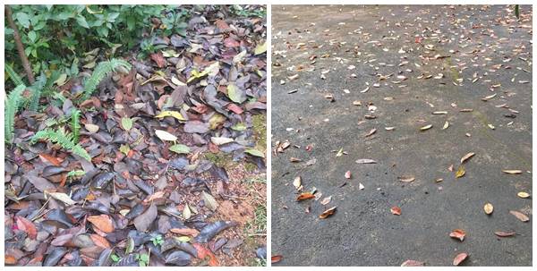 Folhas caidas de arvores embelezam ruas e propriedades durante o outono 02