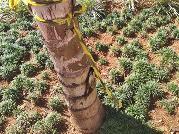 Proteções nas praças e pontes continuam sendo destruídas em Marechal Floriano