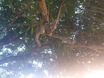 Galhos de árvores que ameaçavam desabar em Marechal Floriano são cortados