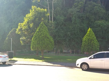 Galhos de árvores que ameaçavam desabar em Marechal Floriano são cortados 2