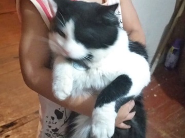 Gatinho de raça comum foge de casa e dona entristece em Marechal Floriano