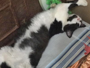 Gatinho de raça comum foge de casa e dona entristece em Marechal Floriano 2