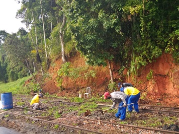 Matagal na linha férrea começou a ser cortado hoje 30