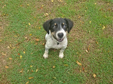 Dono procura por cão desaparecido no distrito de Santa Maria em Marechal Floriano