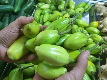 Produtores desanimam do cultivo de jiló em Alto Santa Maria em Marechal Floriano