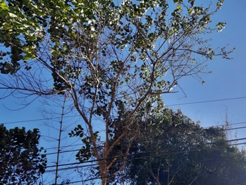 Árvore ameaça desabar em cabos de alta tensão em Marechal Floriano