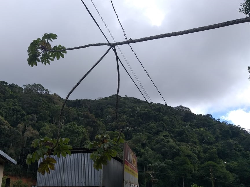 Árvore caída compromete fiação no Bairro Santa Rita em Marechal Floriano 2
