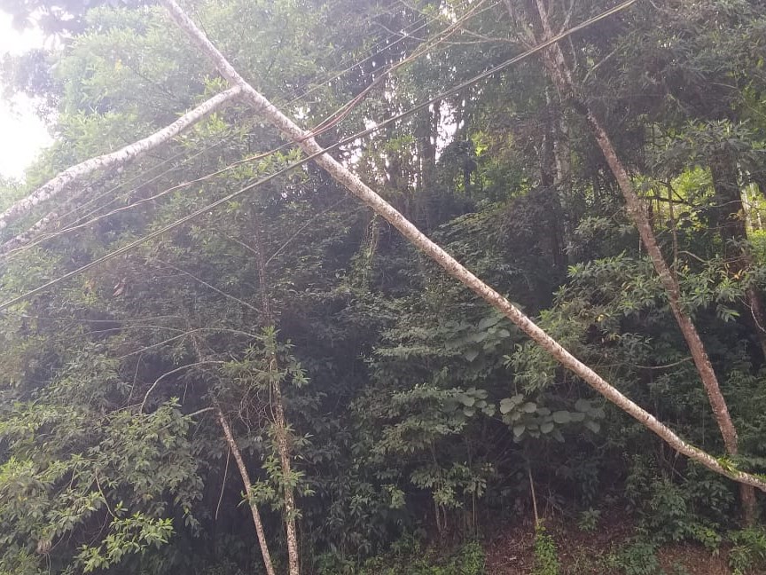 Árvore caída compromete fiação no Bairro Santa Rita em Marechal Floriano 3