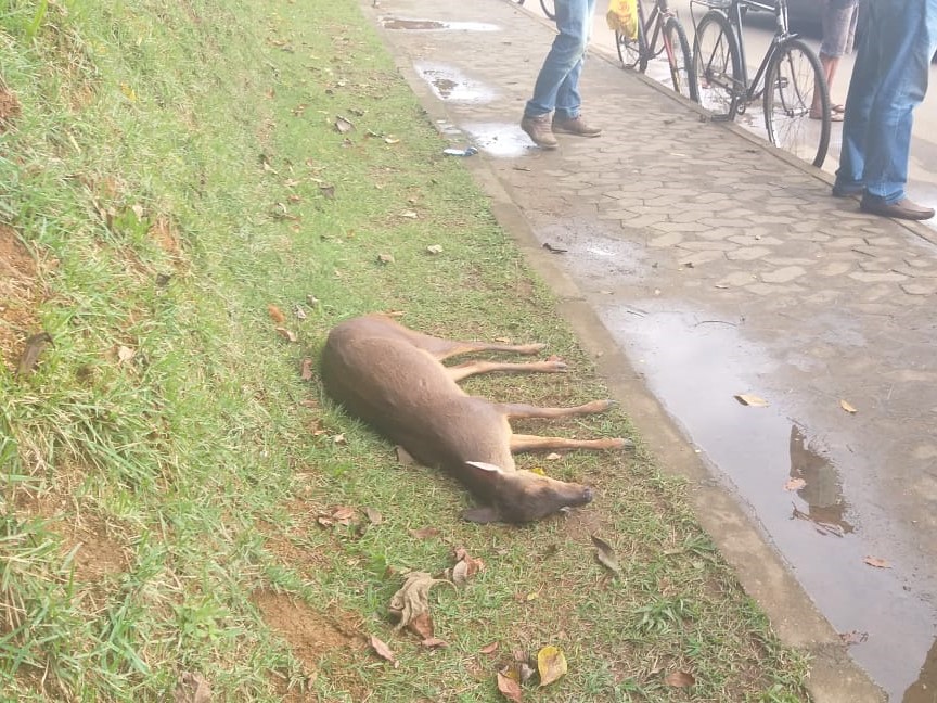 Fêmea de veado cai de barranco em Marechal Floriano