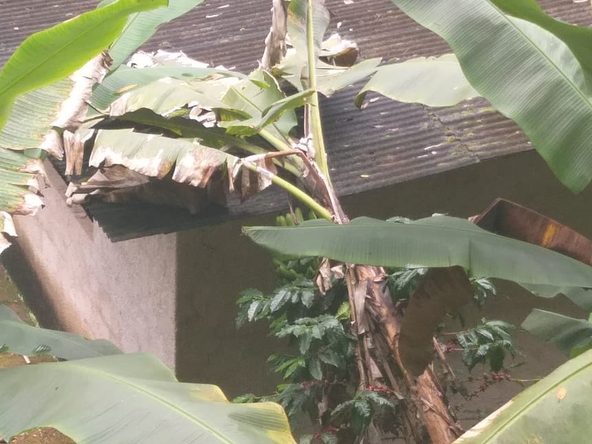 Galhos e bananeiras desabaram com os ventos desta sexta 2